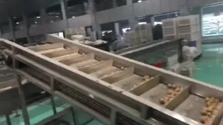 중국 호두 커널 공급자 라이트 앰버 호두 반쪽 여분의 라이트 반쪽 호두 커널