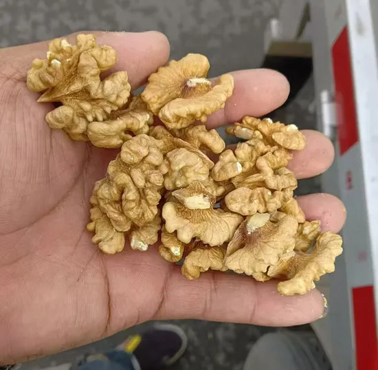 신작 신장 호두 커널